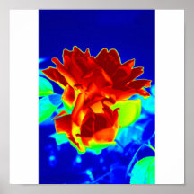 Vibrant coloured flower poster