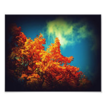 Vibrant Maple Art Photo
