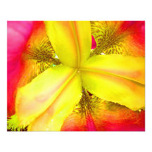 Vibrant Orchid Photograph