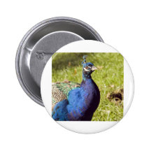 Vibrant Peacock Pin