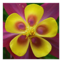 Vibrant Photograph