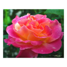 Vibrant Pink Rose Photography by Karrilee