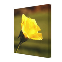 Vibrant Yellow Rose: Closeup Side View canvas prints