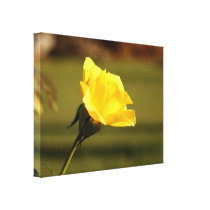 Vibrant Yellow Rose: Closeup Side View canvas prints