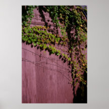 Vine on Shed Posters