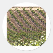 Vines In Field Round Sticker