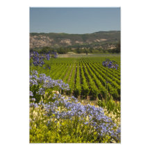 Vineyard and Purple Flowers Photography Print