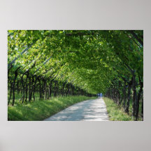 Vineyard in Italy Poster