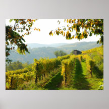Vineyard near Krems Posters