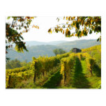 Vineyard Postcard