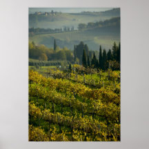 Vineyard, Tuscany, Italy Print