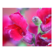 Vinrant Pink Snapdragons Photo