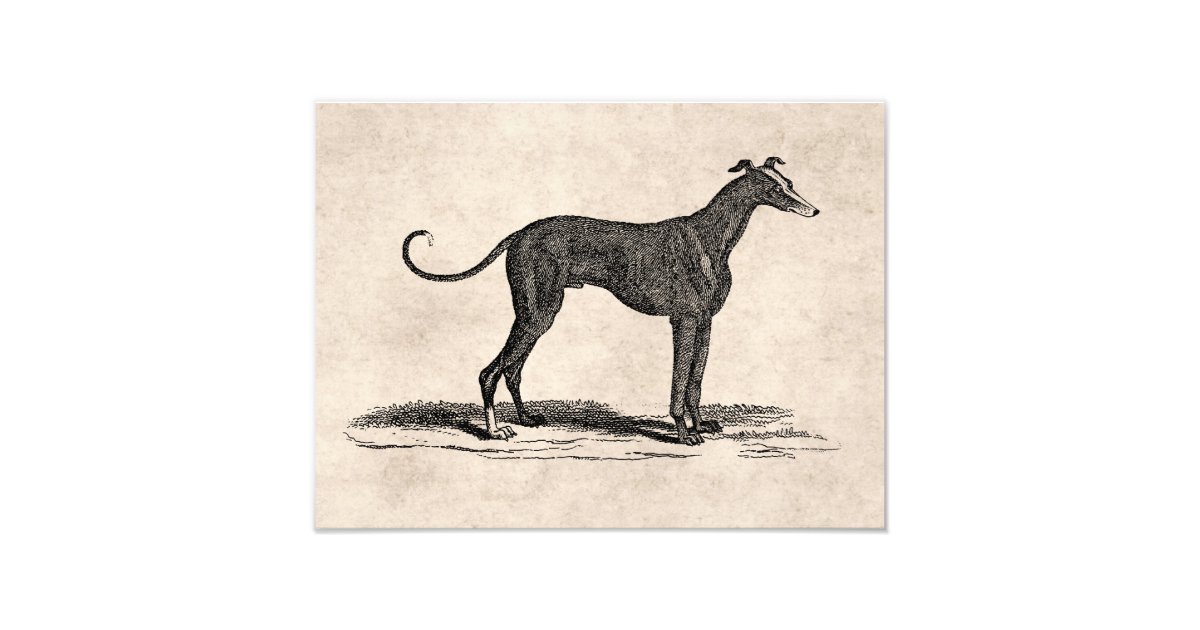 Greyhound Ca Print At Home Greyhound Ca Print At Home