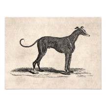 Vintage 1800s Greyhound Dog Illustration - Dogs Photograph