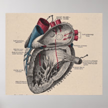 Vintage Anatomical Heart Diagram Print