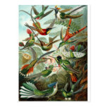 Vintage Artist Ernst Haeckel Post Card