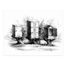Vintage Bees Beehive Beekeeping Beehives Post Cards