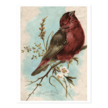 Vintage Bird Print Post Cards