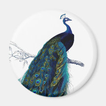 Vintage Blue Elegant Colourful Peacock Magnets