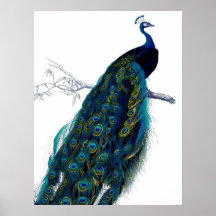 Vintage Blue Elegant Colourful Peacock Print