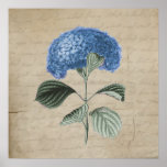 Vintage Blue Hydrangea on Old Paper Posters