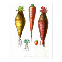 Vintage Carrots Vegetarian Post Card