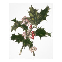 Vintage Christmas Holly Plant with Red Berries Invitation