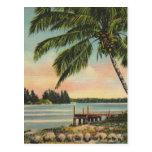 Vintage coconut palms postcard