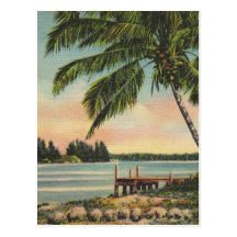 Vintage coconut palms postcard