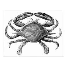 Vintage Crab Drawing Post Cards