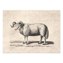 Vintage Domestic Sheep Illustration - 1800's Ram Photo