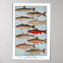 Vintage Fish Poster