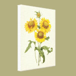 Vintage Floral Blanket Flower Sunflower by Redoute canvas prints