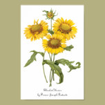 Vintage Floral Blanket Flower Sunflower by Redoute posters