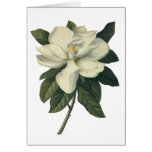 Vintage Flowers, Blooming White Magnolia Blossom Card