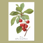 Vintage Food Fruit, Cherry Cherries by Redoute posters