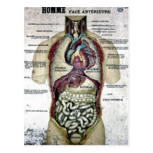 Vintage French Anatomy Postcard