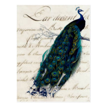 Vintage French Script Peacock Postcard