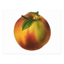 Vintage Fruit; Peach Post Card