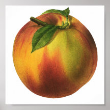 Vintage Fruit; Peach Posters