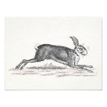 Vintage Hare Bunny Rabbit Illustration - Rabbits Photograph
