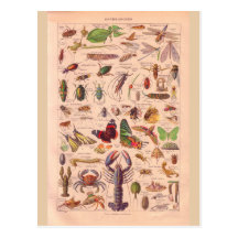 Vintage historic Arthropods Postcards
