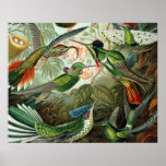 Vintage hummingbirds scientific illustration posters