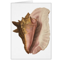 Vintage Marine Life Animal, Queen Conch Seashell Greeting Cards