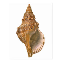 Vintage Marine Life Ocean Animal, Triton Seashell Post Card