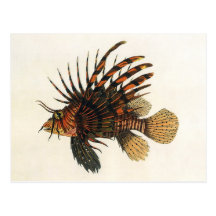 Vintage Marine Ocean Life Animal, Lionfish, Fish Post Card