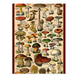Vintage Mushroom Guide Postcard
