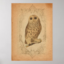 Vintage Owl in Frame Print