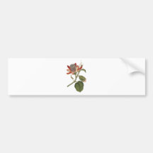 Vintage Passion Flower Bumper Sticker