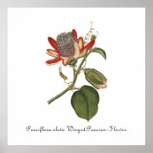 Vintage Passion Flower Illustration Poster